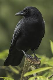 A Flock Of Ravens Is Called An Unkindness Of Ravens Cool Black Bird Pet Birds Beautiful Birds