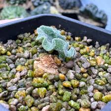 Image result for Eriospermum