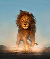Discovery On Twitter Animal Photography Lions Wild Animals Photos Animals Beautiful
