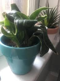 Snake plant mania—i definitely have it. Ask A Question Forum Snake Plant Is Wrinkled Garden Org