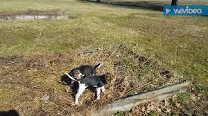 We did not find results for: Yadkin River Treeing Walker Pups For Sale 09 2021