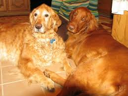 Brown Skinned Golden Retriever Natural History