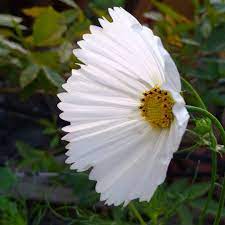 沈桑尼on instagram 新年快樂 大波斯菊蛋塔 花 大波斯菊 我的花園 手機拍攝 plants water watercolor