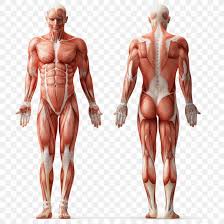 Diagram of human body muscle. Human Anatomy Muscle Human Body Muscular System Png 1000x1000px Watercolor Cartoon Flower Frame Heart Download Free