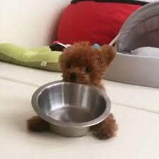 Like A Real Life Teddy Bear Cute Animals Cute Animals Puppies Cute Dogs
