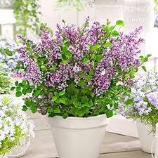 Check spelling or type a new query. Syringa Vulgaris Dark Purple Common Lilac Purple Flowers Ornemental Shrub Height 30 40cm Pot O 13cm Amazon Co Uk Garden Outdoors