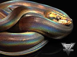 You can get more knowledge about this beautiful snake from specimens. Reptiles On Pinterest Ball Python Morphs Python Regius And Snakes Reticulated Python Beautiful Snakes Snake