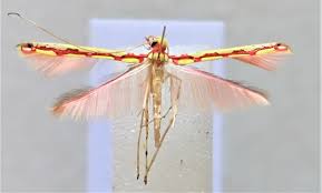 Image result for Micrargeriella