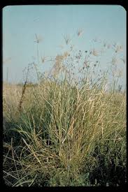 Image result for Chloris gayana