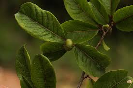 Image result for Monodora junodii