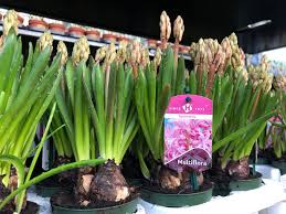 Primavara se pare ca nu se lasa asteptata si isi intra, treptat, in drepturi. 4 Flori De Primavara Pentru Gradina Sfaturi De La Floraria Trias