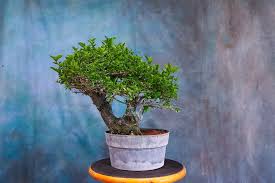 Image result for Premna