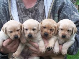 We never place a time limit on how long cats, dogs and other pets stay at. Golden Labrador Retriever Breeder Oregon Dogs Breeds And Everything About Our Best Friends