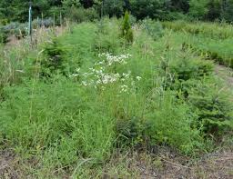 We did not find results for: How To Get Rid Of And Or Control Weeds Mike S Backyard Nursery