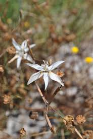 Image result for Moraea verdickii