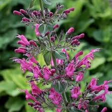 Image result for Achyropsis leptostachya