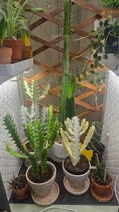 Image result for Euphorbia fanshawei