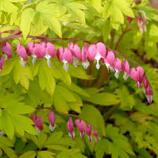 I see it growing along the edges of woodlands, next to roads, and thriving in drainage ditches. Dicentra Spectabilis Gold Heart Walters Gardens Inc