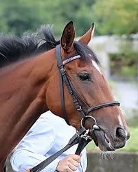 See more of secretariat on facebook. Holy Roman Emperor Ire 2004 Rennstall Wohler