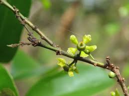 Image result for Hippocratea goetzei