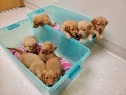Golden retriever puppies for sale. Golden Retriever Puppies For Sale Roscoe Il 310725