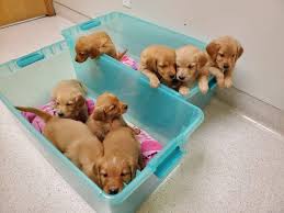 You should never buy a puppy based solely on price. Golden Retriever Puppies For Sale Roscoe Il 310725