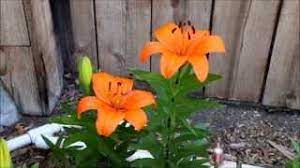 My Asiatic Lily Bed Youtube