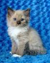 Adorable Ragdoll Kittens for sale - Catlana Ragdolls