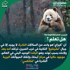 دب كيزاي brown bear animals bear