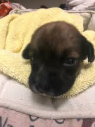 Petland joplin 3102 e 7th st joplin, mo 64801. Shih Tzu Rescue Dogs For Adoption Near Pulaski Tennessee Petcurious