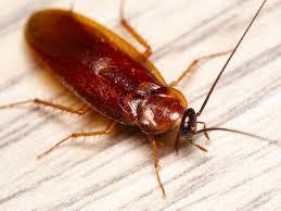 Don't see your favorite business? Roach Exterminator Dallas Fort Worth Cockroach Pest Control