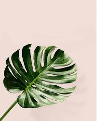 Maybe you would like to learn more about one of these? Why The Monstera Plant Is The Coolest Wedding Greenery Trend Weddingbells