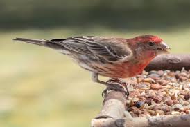 Virginia Tech researchers will investigate how bird feeding influences  humans and birds