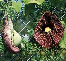 Image result for Aristolochia
