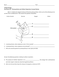 Cellular respiration requires two cell to exchange two. 33 Photosynthesis And Cellular Respiration Worksheet Worksheet Resource Plans