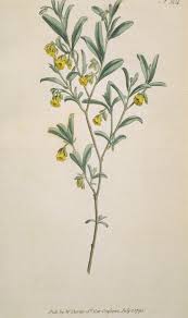 Image result for Hermannia comosa