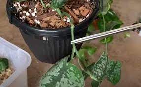 Maybe you would like to learn more about one of these? Pruning Pothos Houseplants How And When To Prune