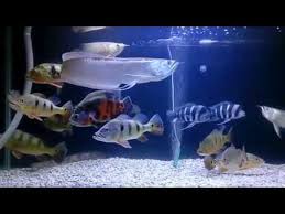 6 ikan predator air tawar tipe tengah yang populer. Aquarium Ikan Predator Air Tawar Aquarium Fish Predator Youtube