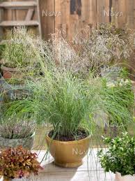 Image result for Eragrostis dinteri