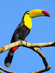 Keel Billed Toucan Belize Xobelize Scary Animals Colorful Birds Pretty Birds
