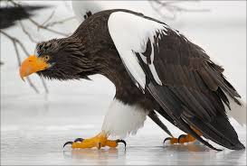 Cet oiseau d'apparence immaculée, mais dangereux, se reproduit autour du cercle polaire arctique dans la région de la toundra. 10 Oiseaux Les Plus Dangereux Au Monde Oiseaux Insolites Autour Des Animaux