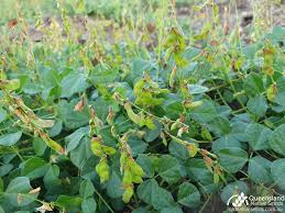Image result for Rhynchosia mannii