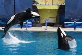 She was the fourth killer whale ever captured, and the second female. Animal Rights Groups Skeptical Of Seaworld S Plan To End Killer Whale Shows