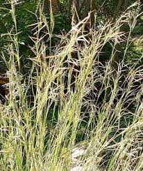 Image result for Hyparrhenia cymbaria