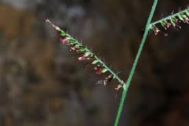 Image result for Oplismenus