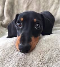 › dachshund puppies for sale in northern ca. Nationwide List Of Dachshund Rescues Dachshund Rescue Dachshund Adoption Dachshund