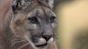 Yamina porn video she got back to me pretty quickly and we loved