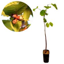 Image result for Grewia avellana