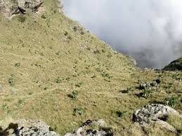 Image result for Helichrysum globosum