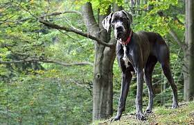 Your dog will be a rewarding addition in your life. 14 Great Dane Mixes Gigantic Mixed Breeds To Melt Your Heart